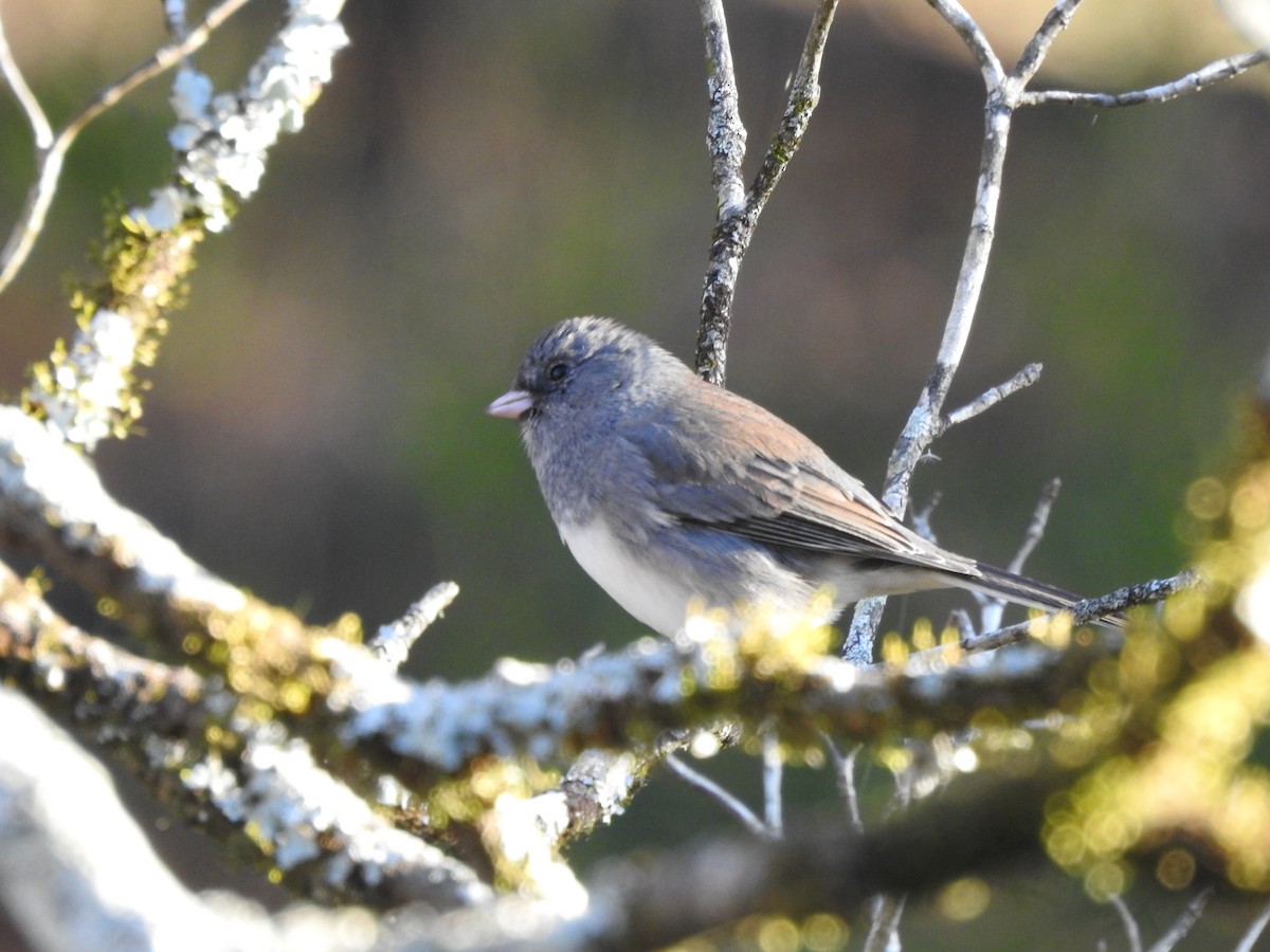 Dark-eyed Junco - ML629514498