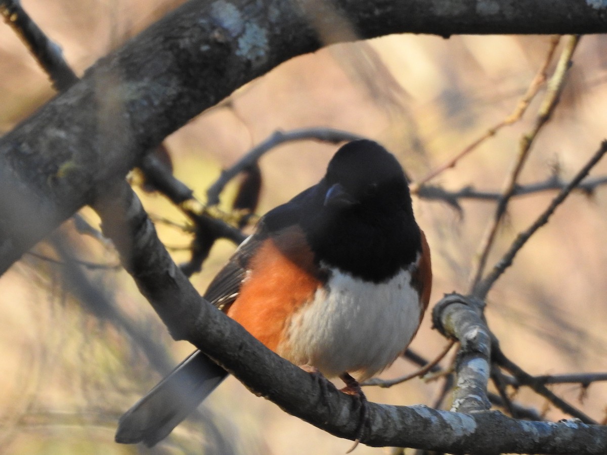 Eastern Towhee - ML629514546