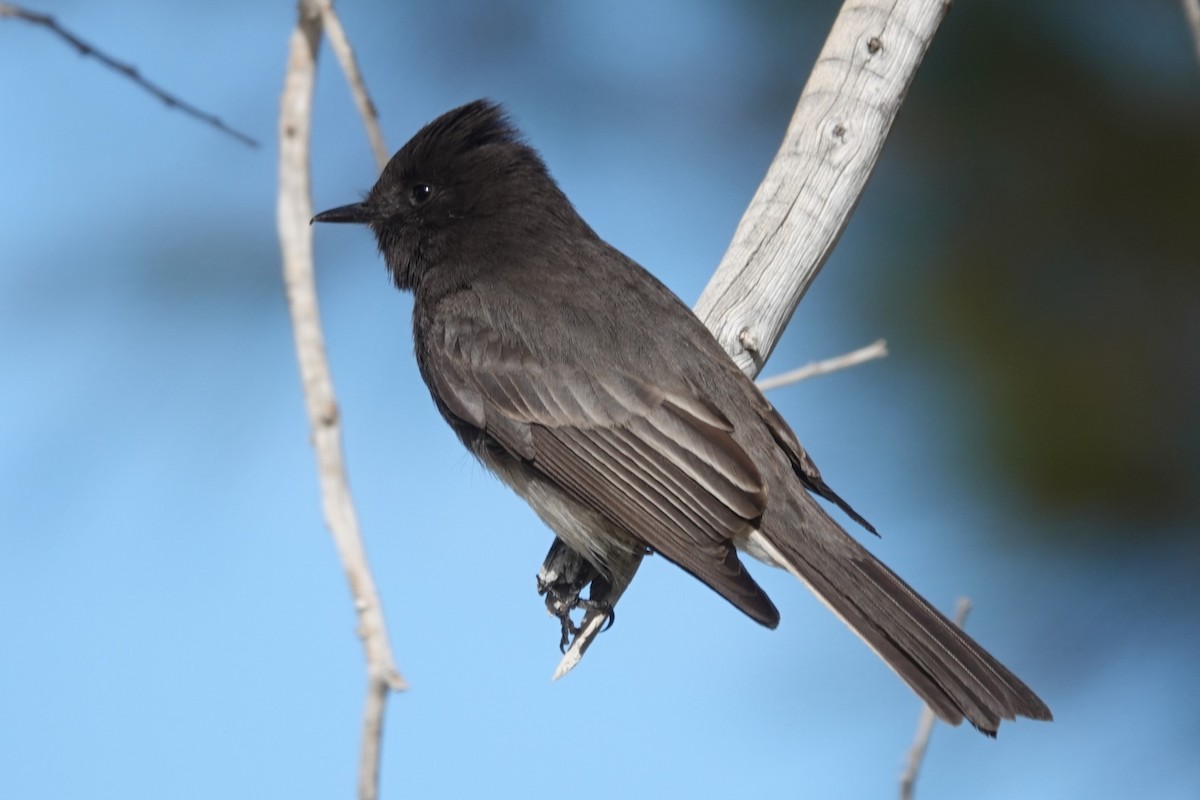 Black Phoebe - ML629514553