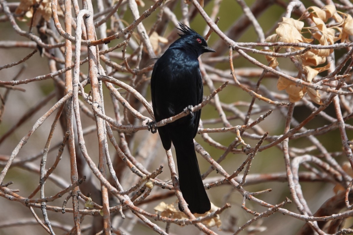 Phainopepla - ML629514561