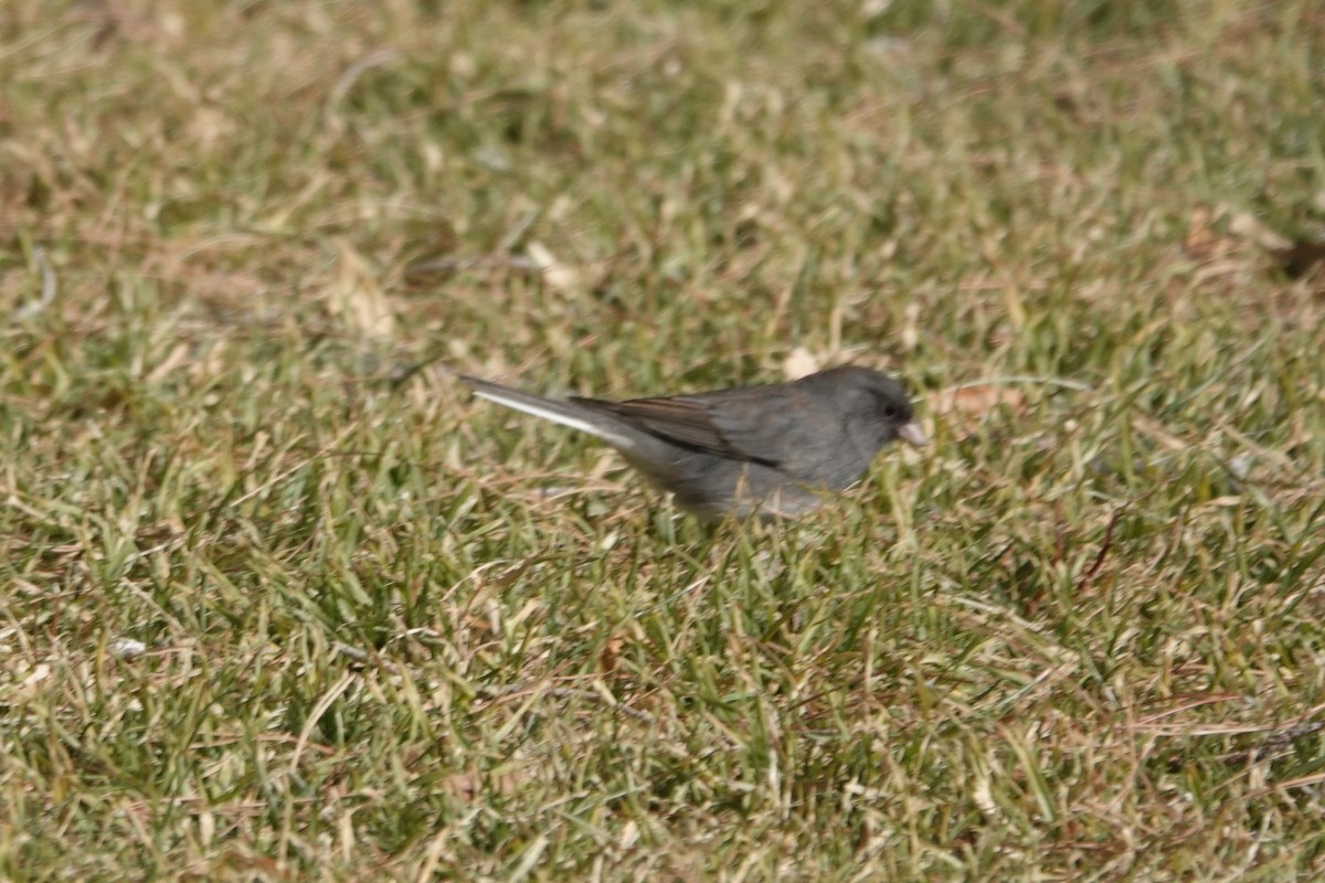 Dark-eyed Junco (Slate-colored) - ML629514577