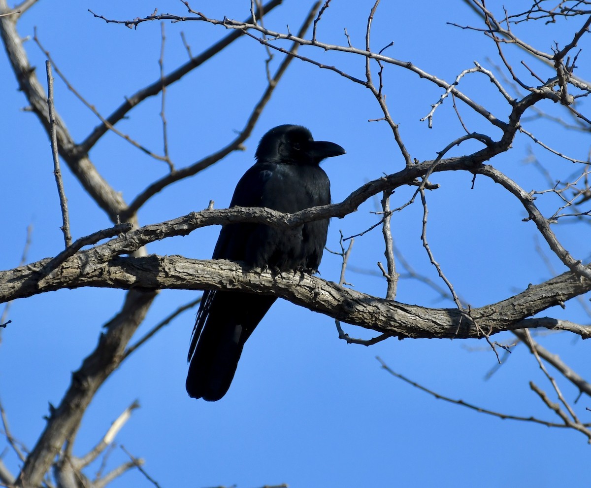 Large-billed Crow - ML629514623