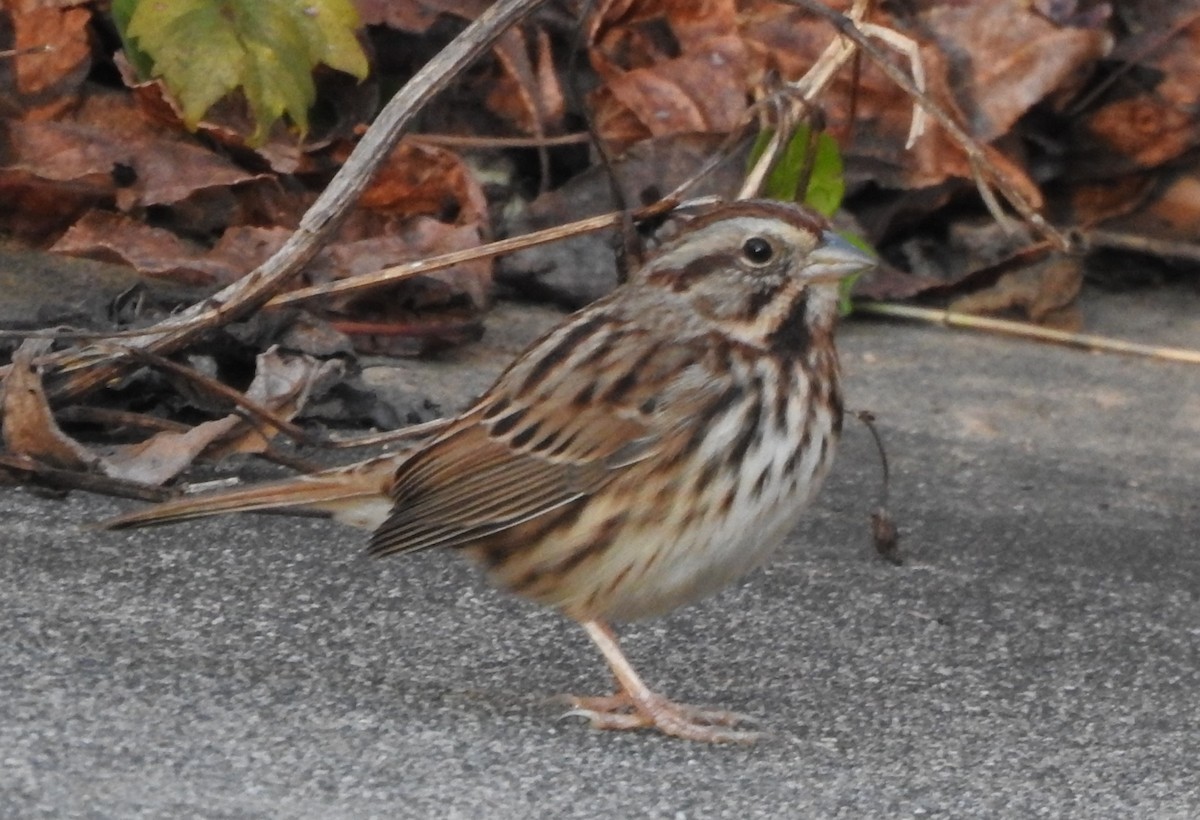 Song Sparrow - ML629514629