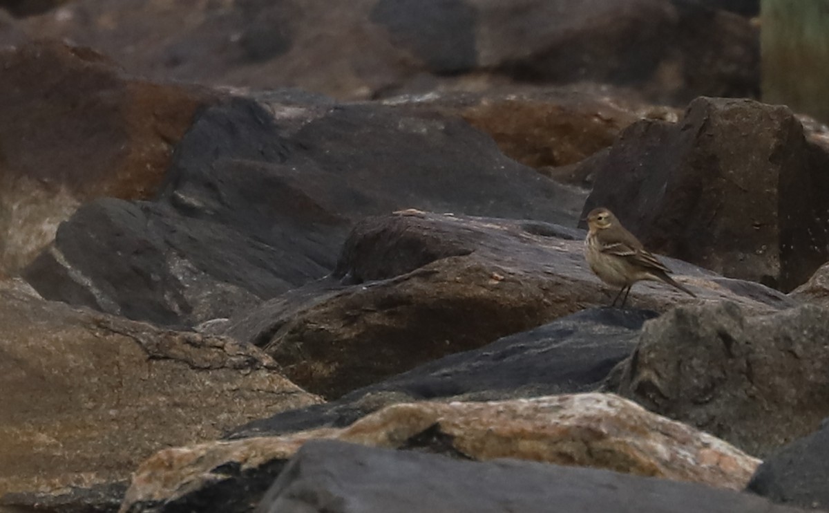 American Pipit - ML629514943