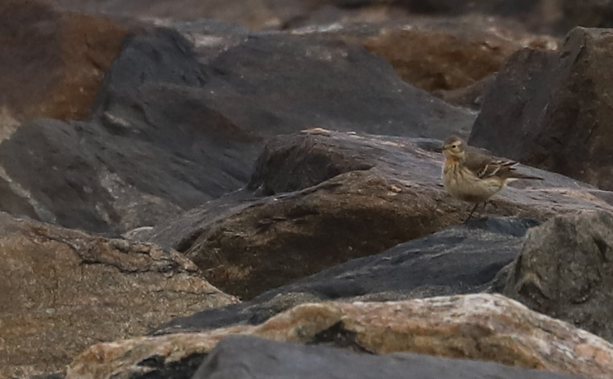 American Pipit - ML629514951