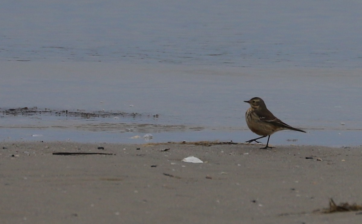 American Pipit - ML629514960