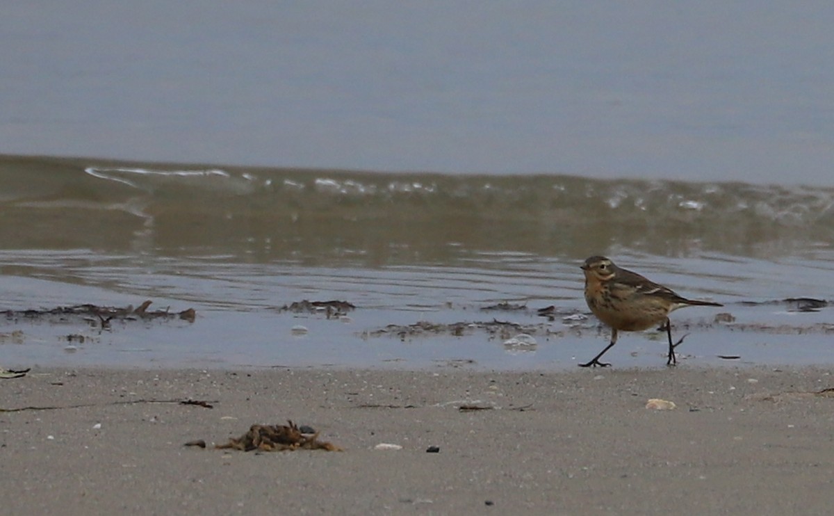 American Pipit - ML629514971