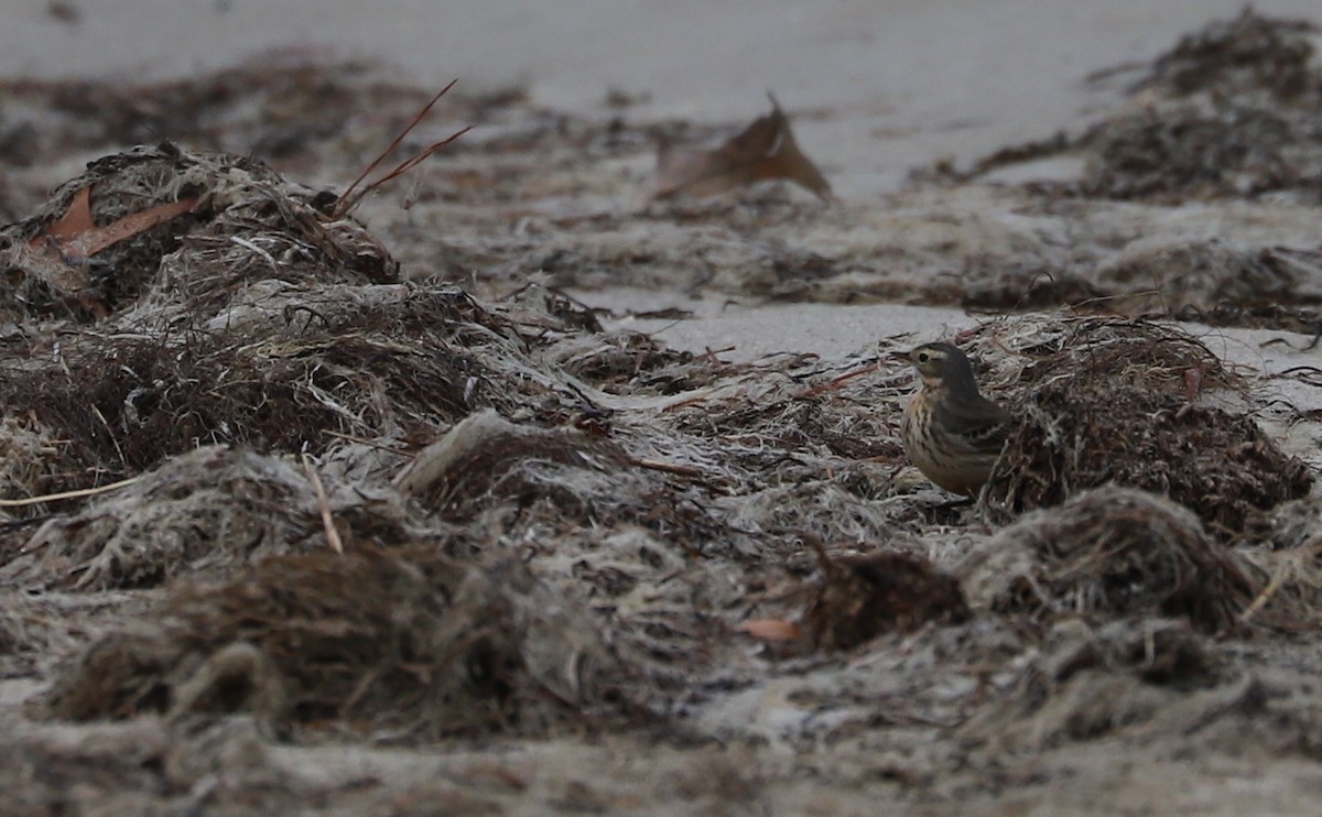 American Pipit - ML629514980