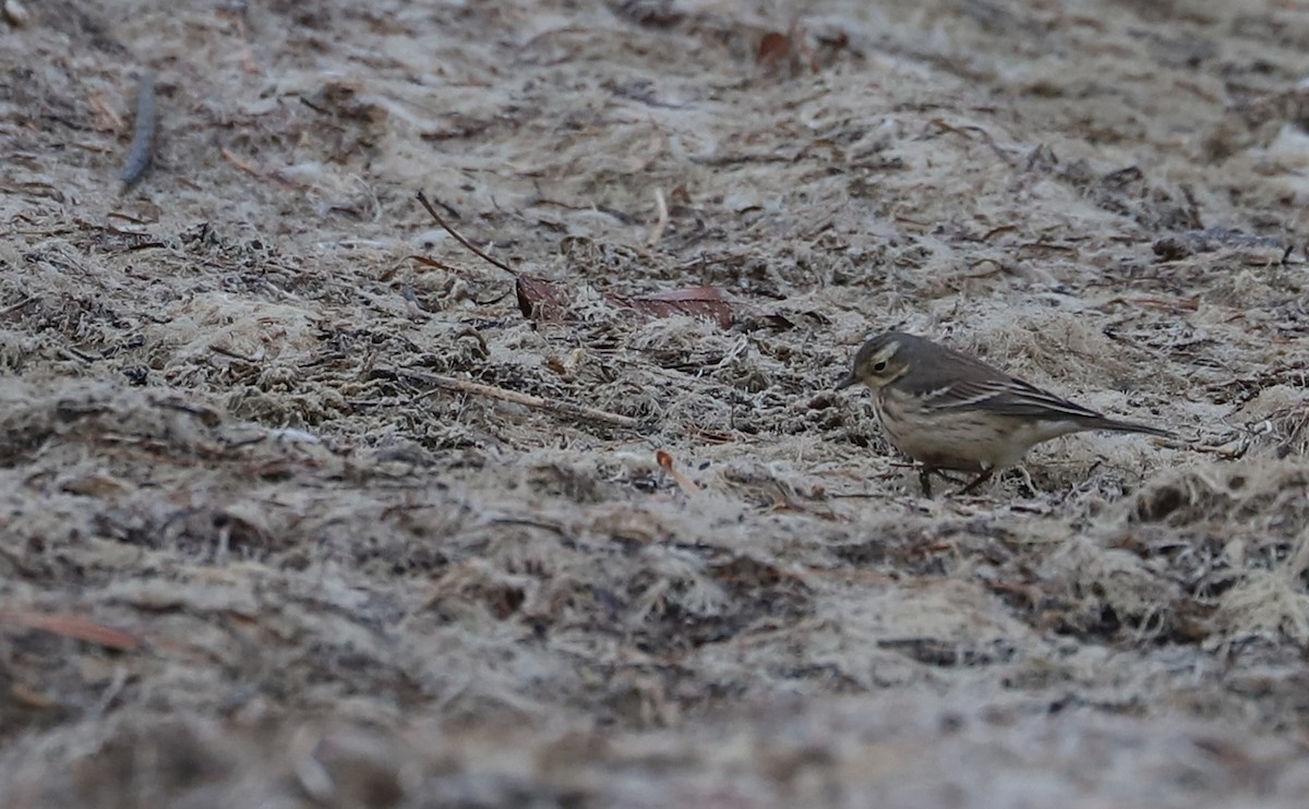 American Pipit - ML629514988