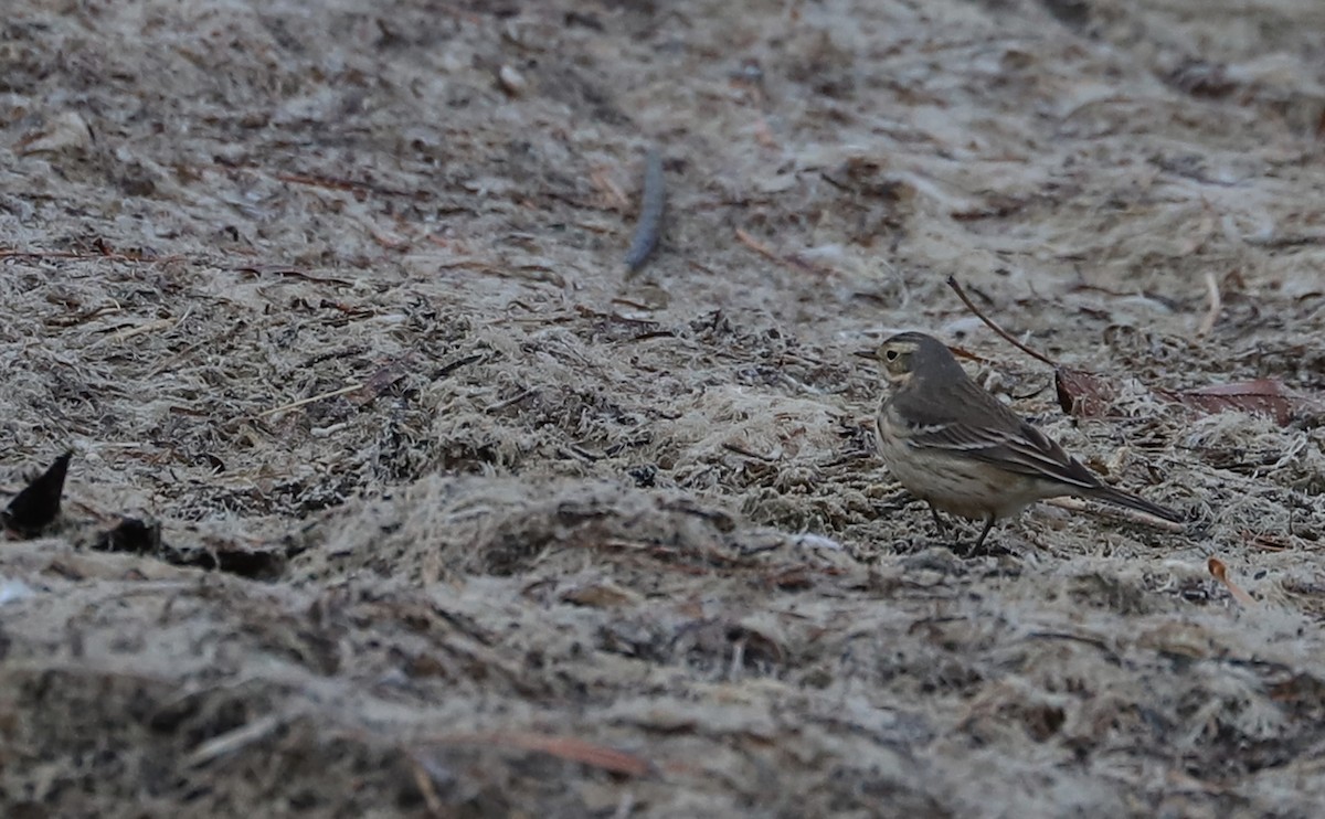 American Pipit - ML629514996