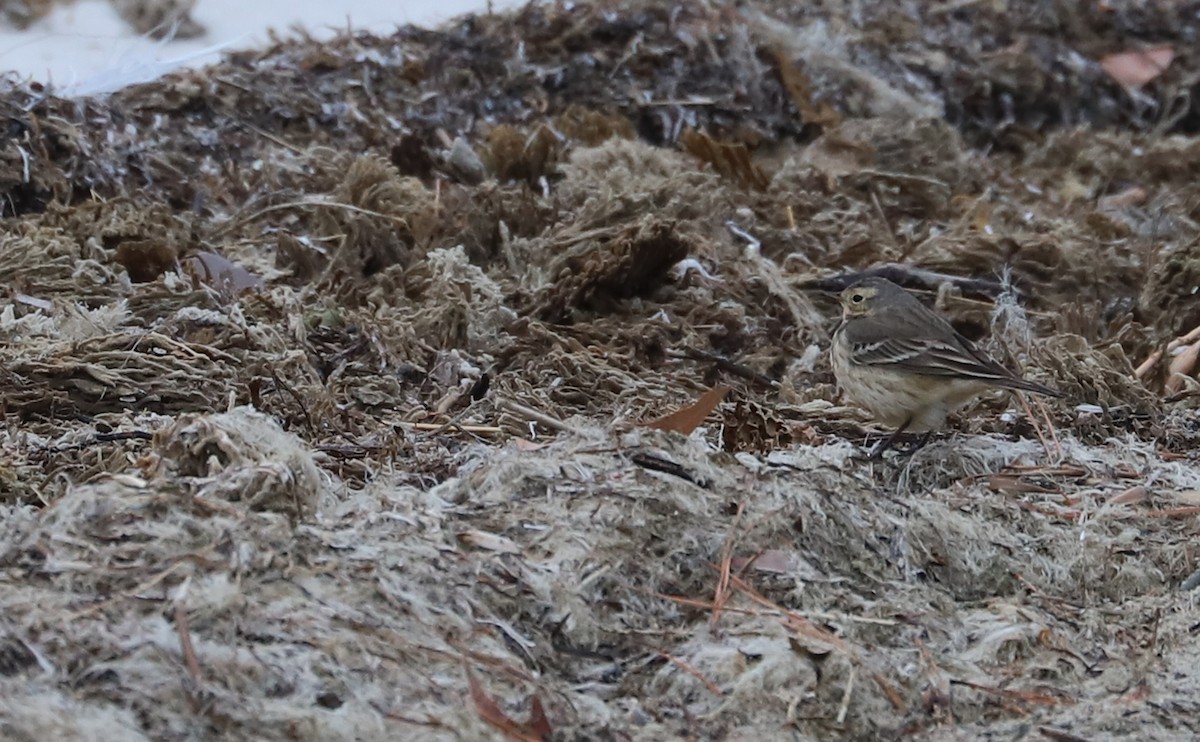 American Pipit - ML629515004