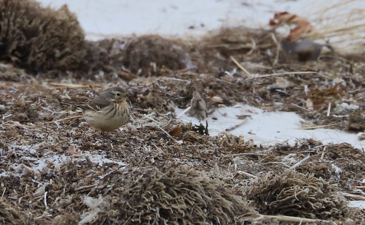 American Pipit - ML629515014