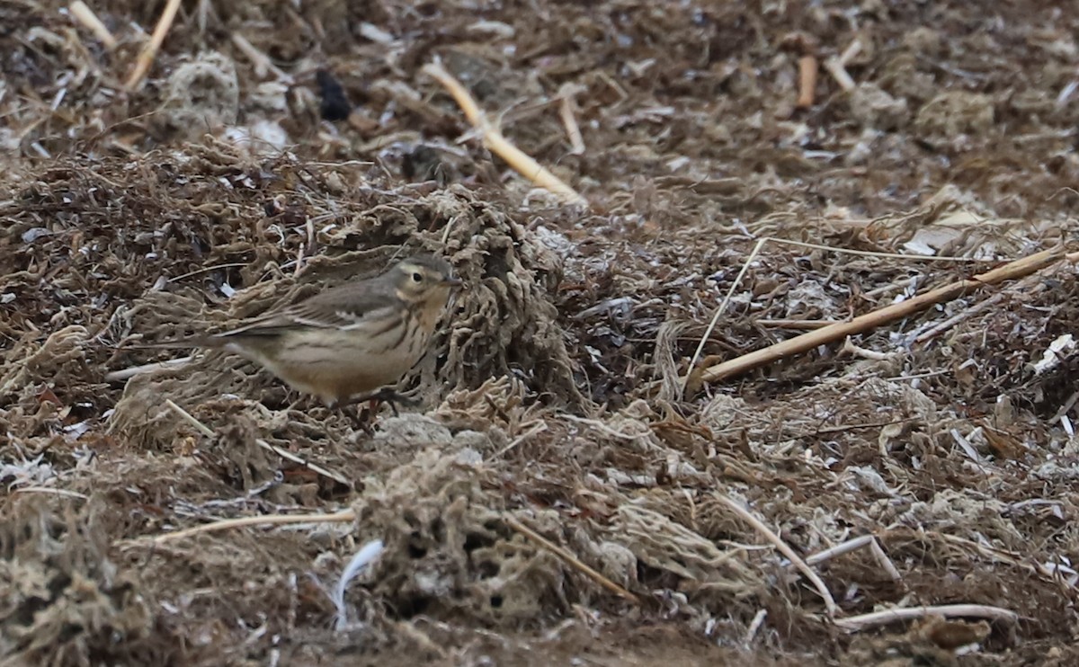 American Pipit - ML629515034