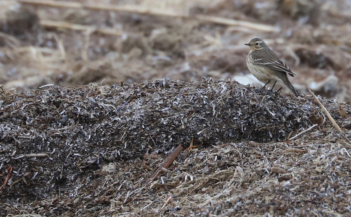 American Pipit - ML629515043