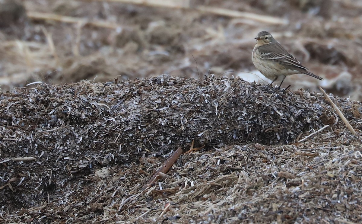 American Pipit - ML629515053