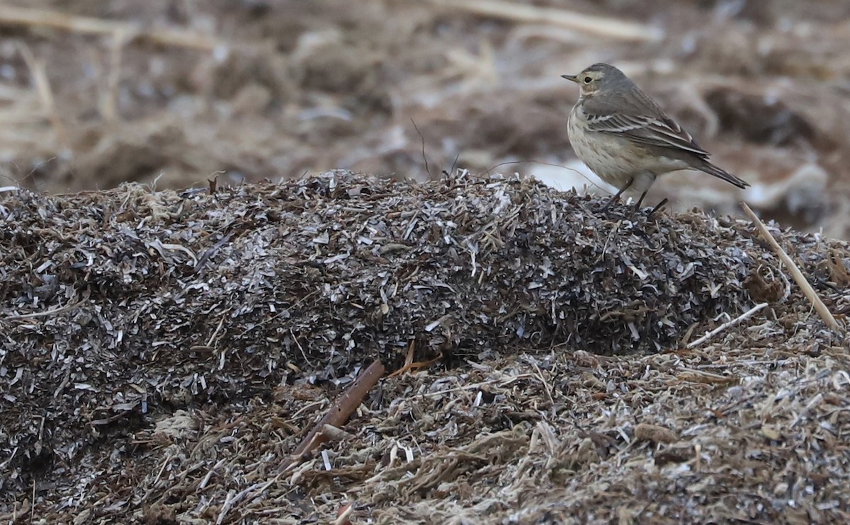 American Pipit - ML629515071