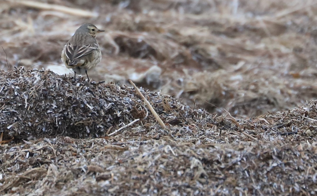 American Pipit - ML629515078