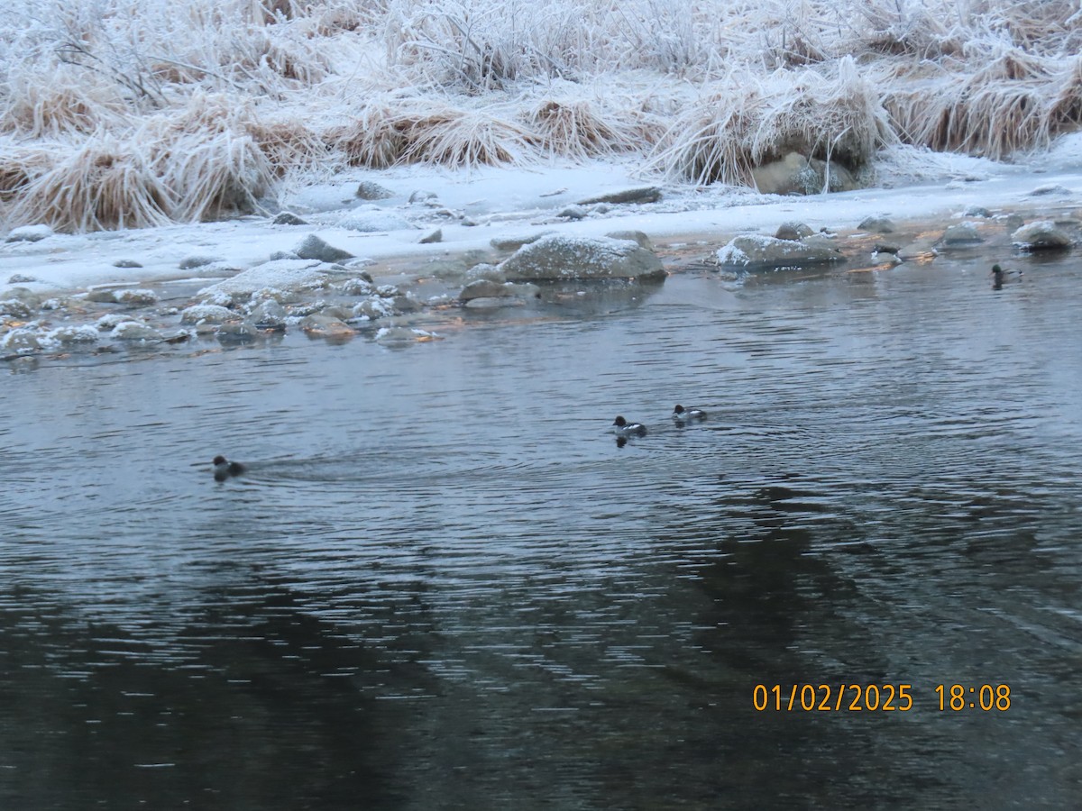 Barrow's Goldeneye - ML629515178