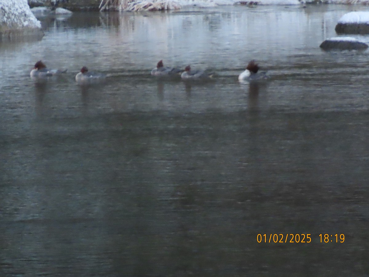 Hooded Merganser - ML629515194