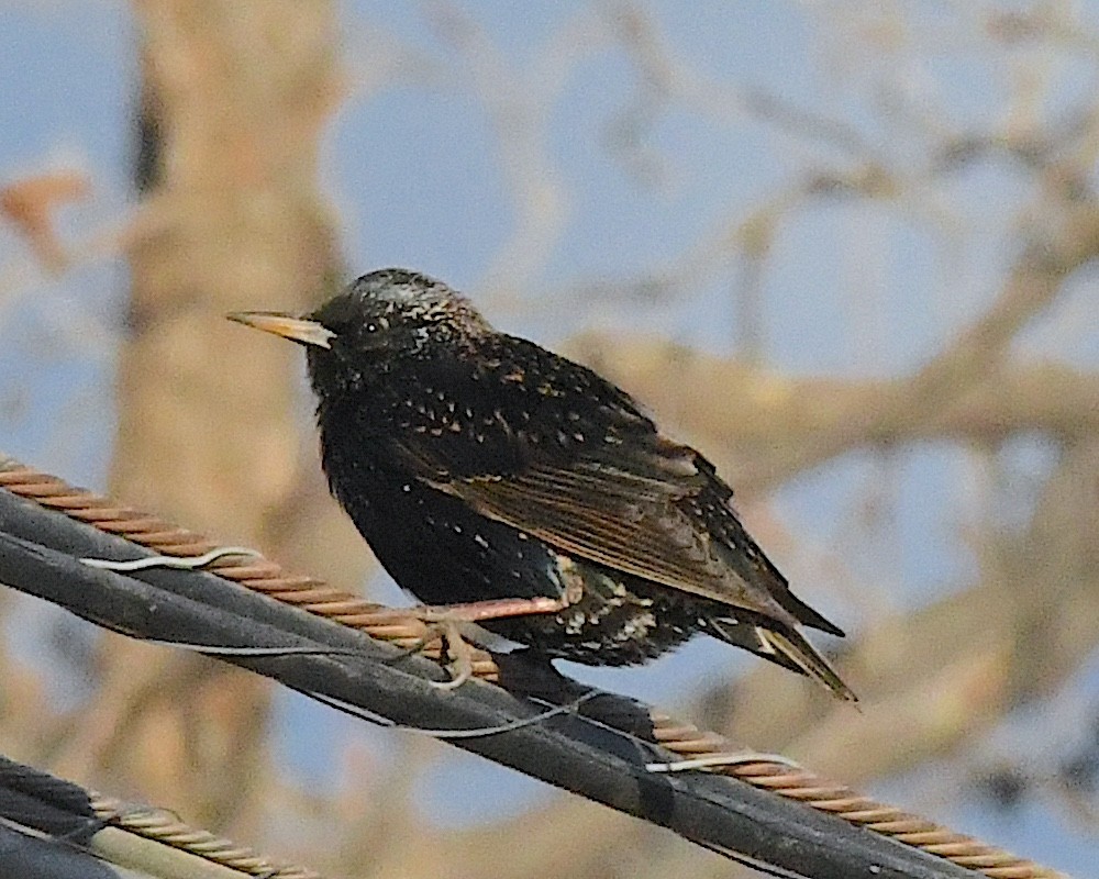Хар тодол - ML629515207