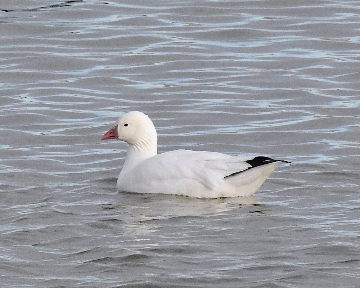Ross's Goose - ML629515271