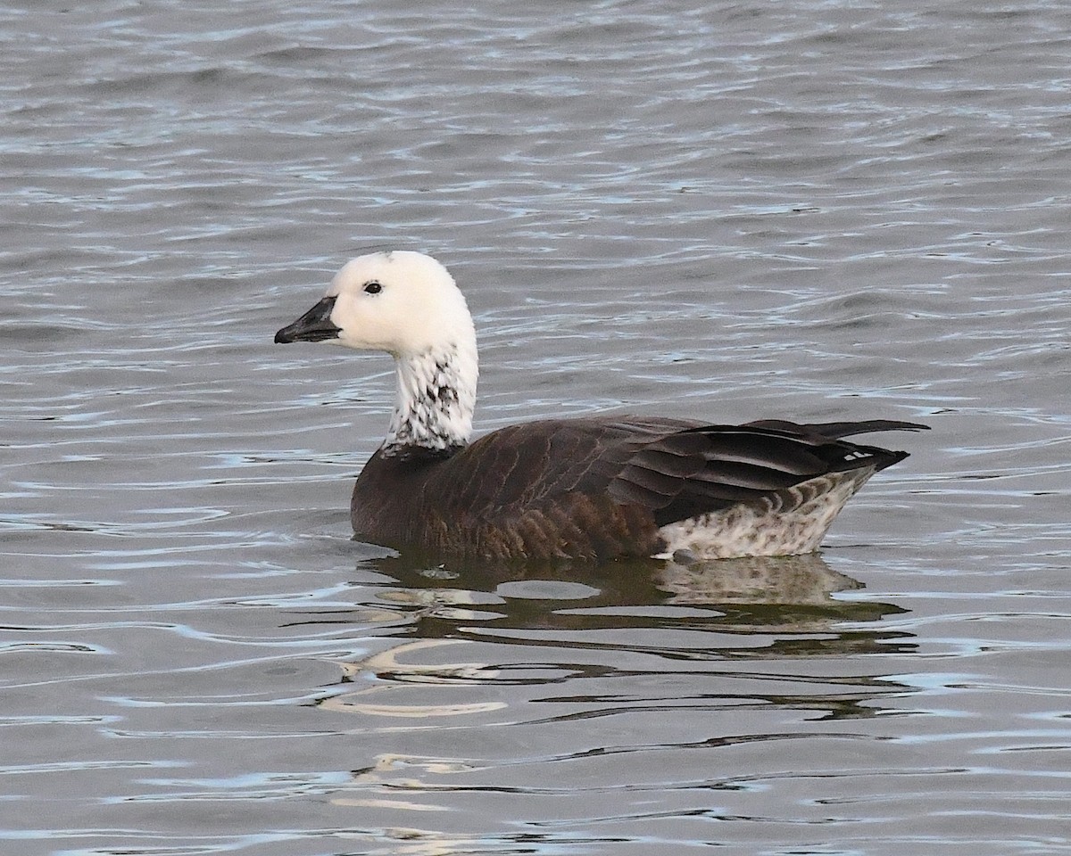 Snow/Ross's x Cackling/Canada Goose (hybrid) - ML629515319