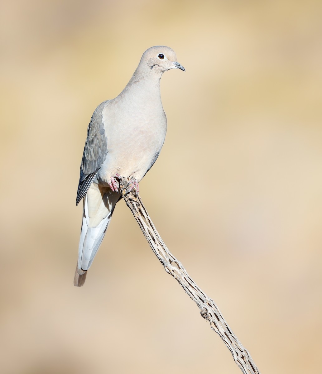 Mourning Dove - ML629515490