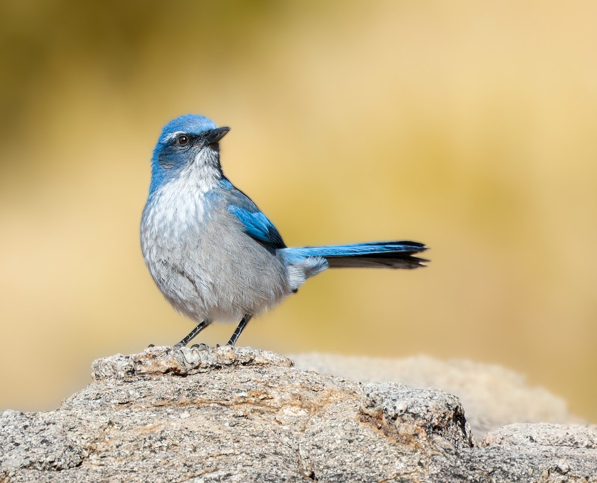 Woodhouse's Scrub-Jay - ML629515498