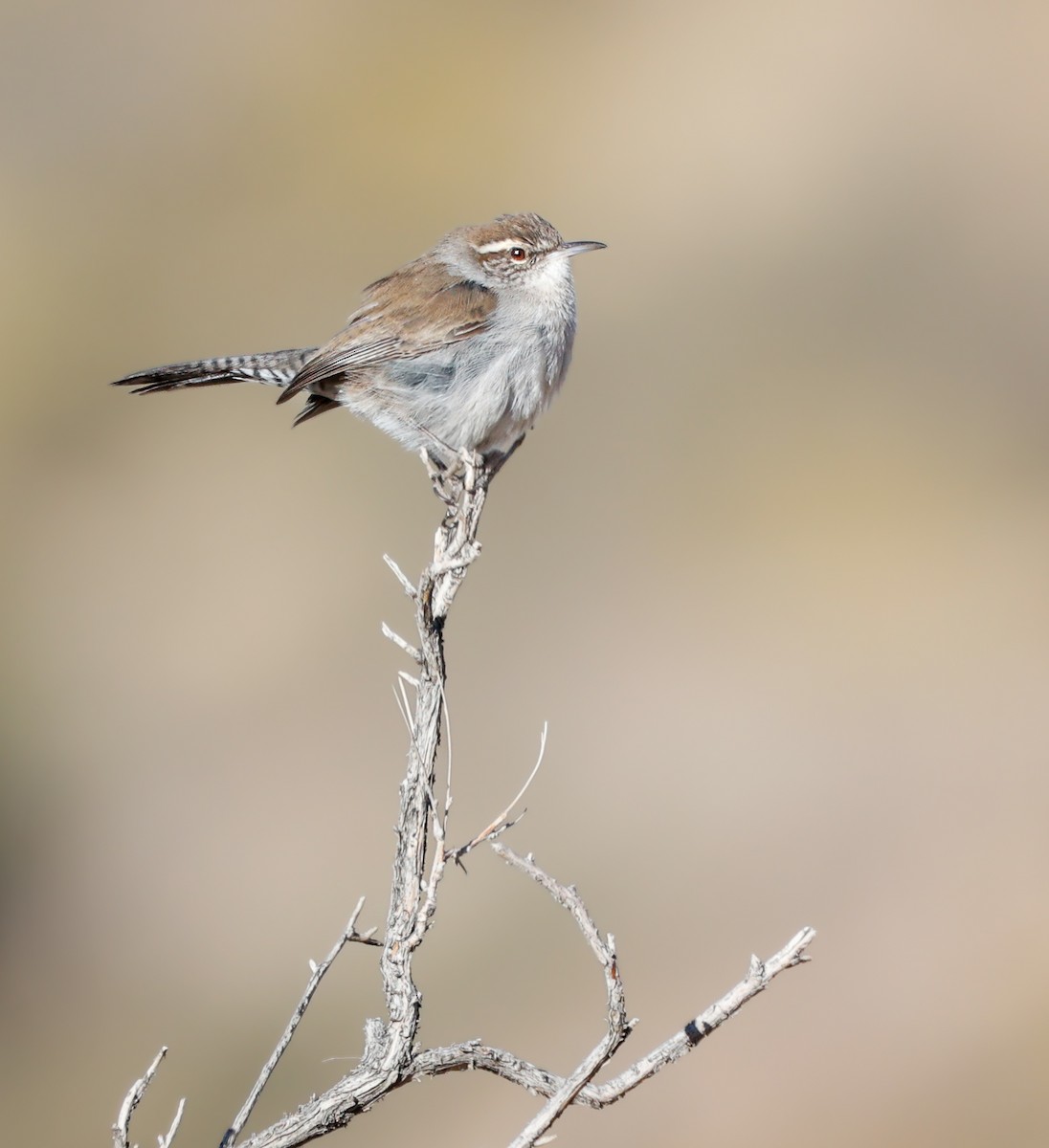 Bewick's Wren - ML629515507