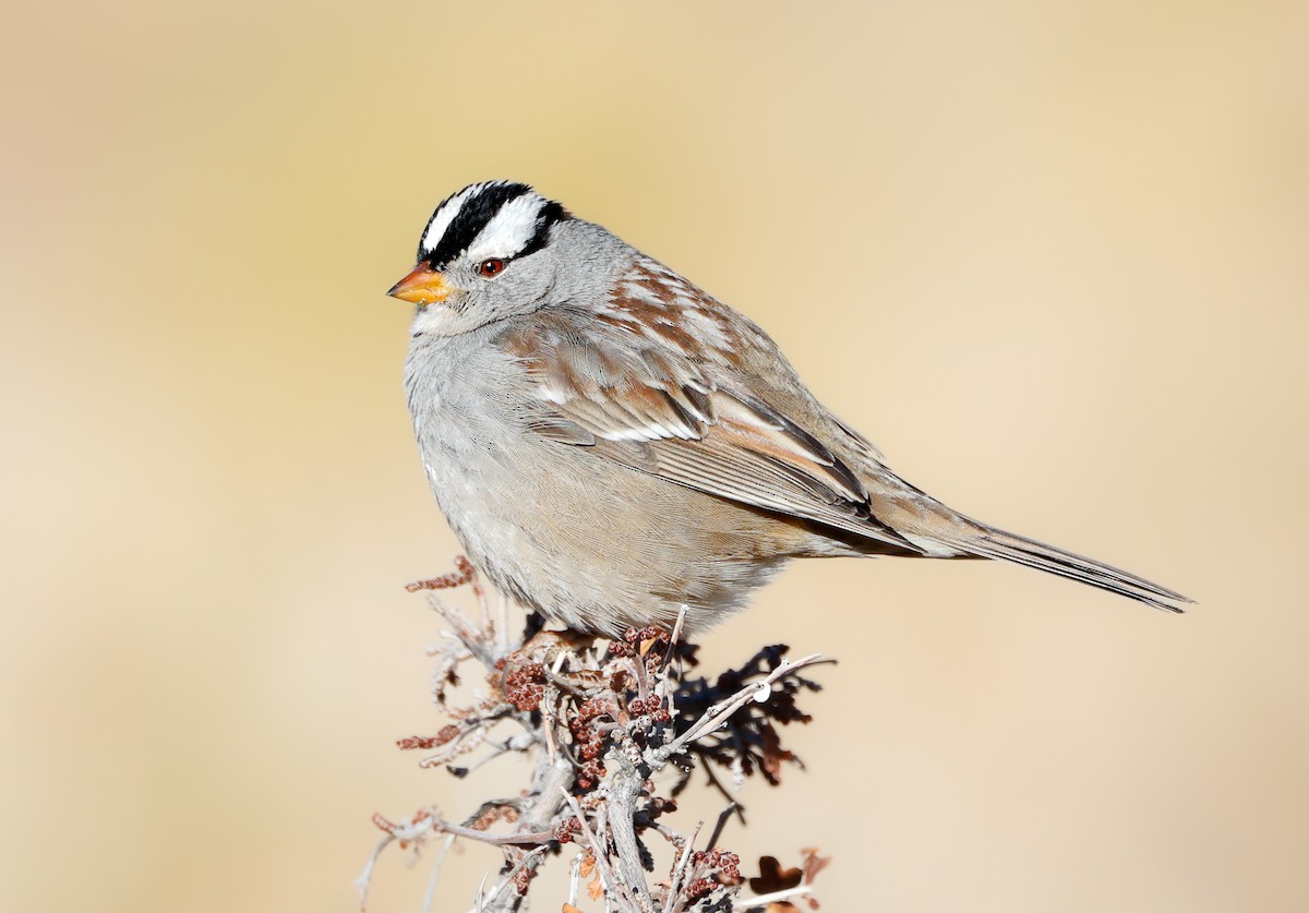 White-crowned Sparrow - ML629515512