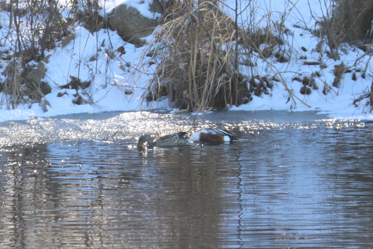 Northern Shoveler - ML629515540