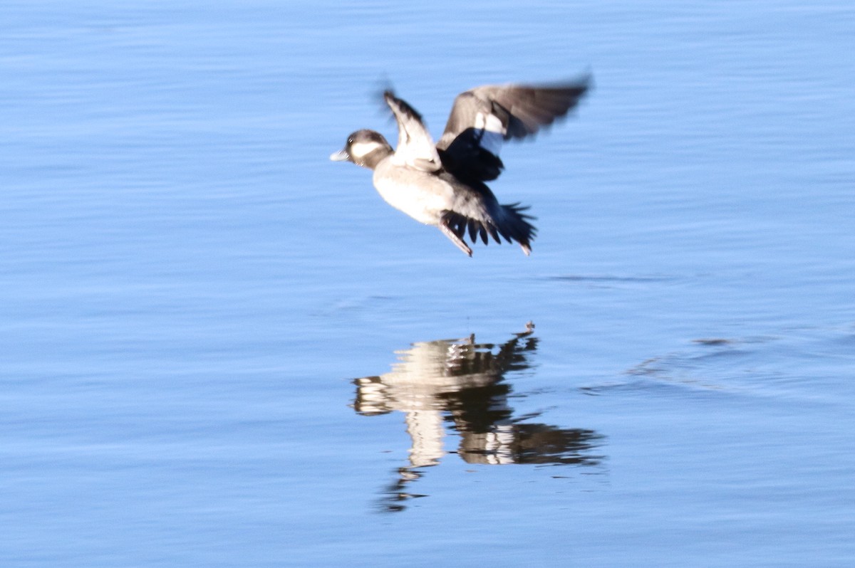 Bufflehead - ML629515553
