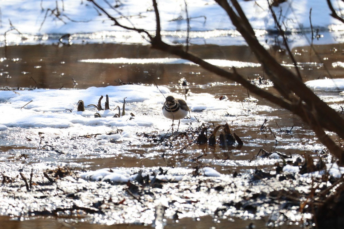 Killdeer - ML629515563