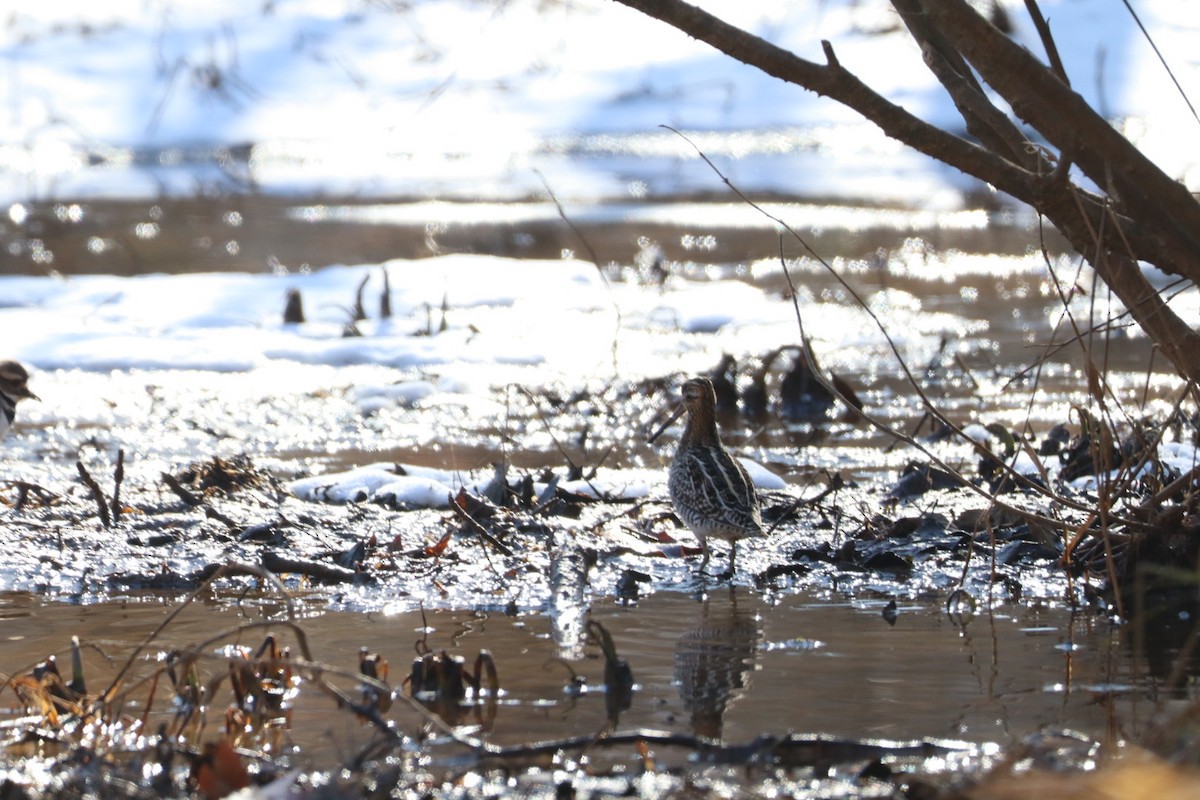 Wilson's Snipe - ML629515567