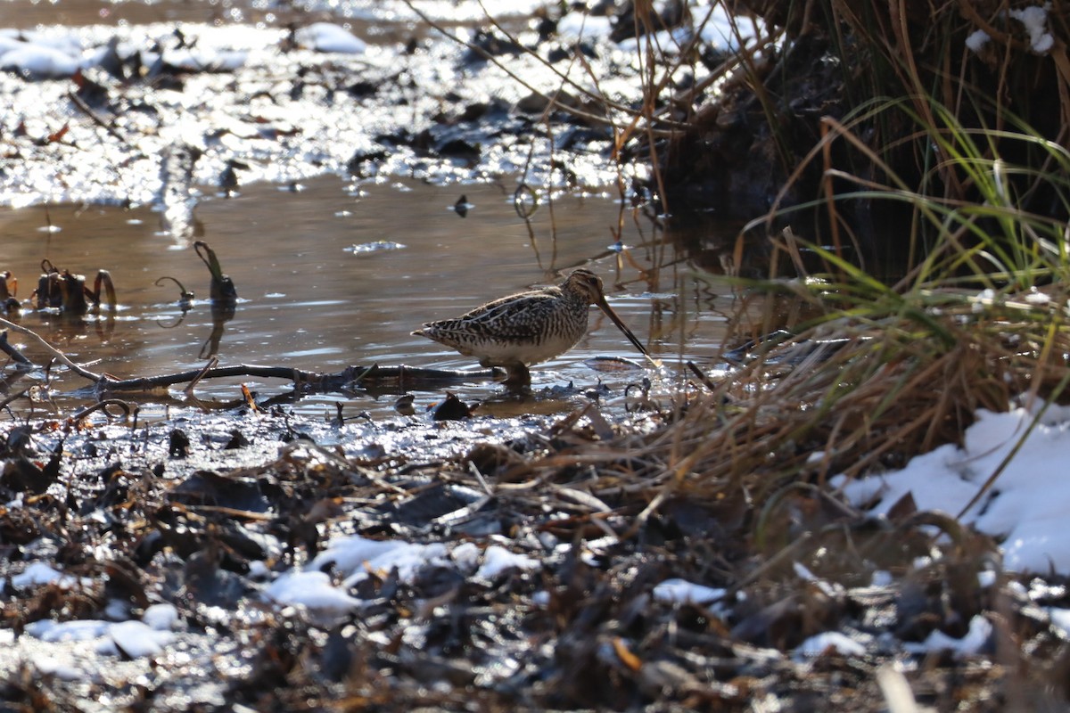 Wilson's Snipe - ML629515568