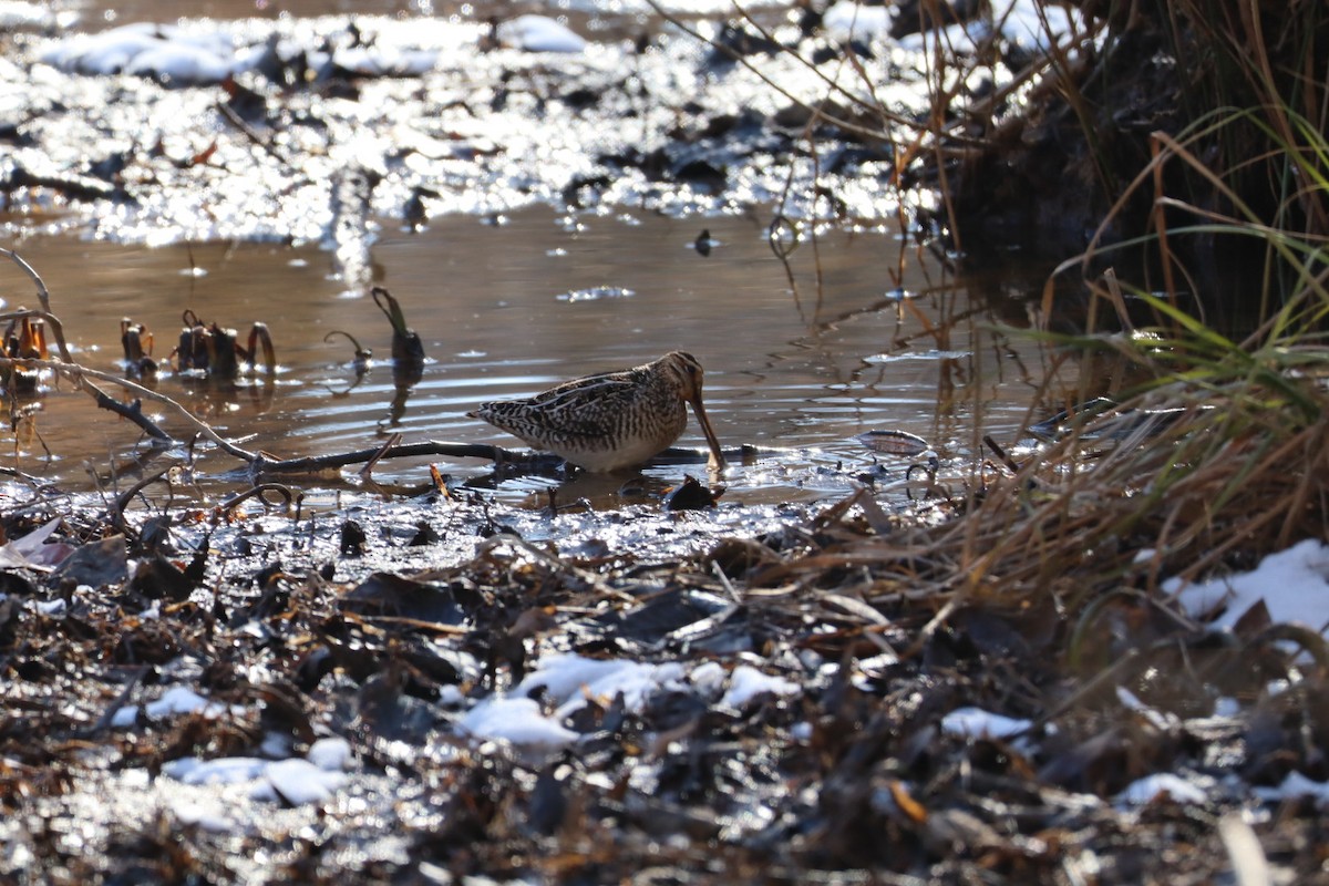 Wilson's Snipe - ML629515569