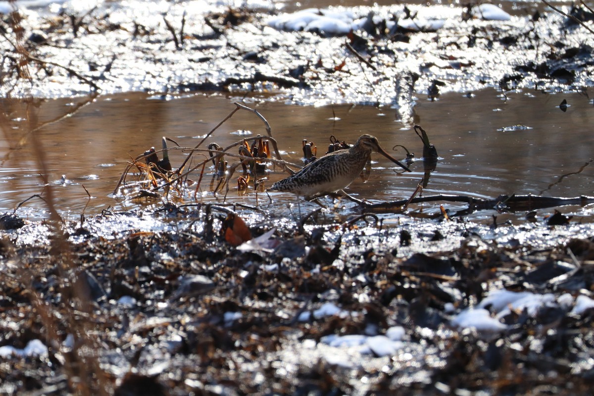 Wilson's Snipe - ML629515570