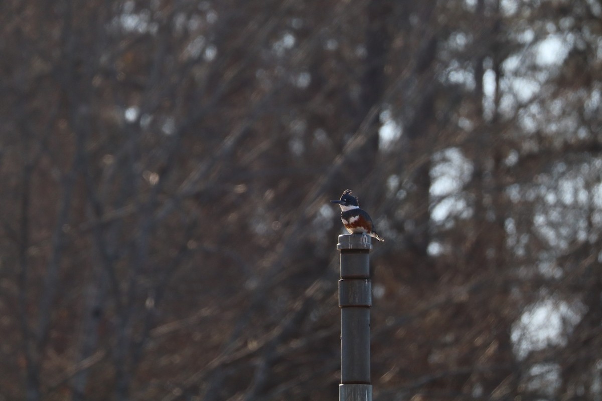 Belted Kingfisher - ML629515579