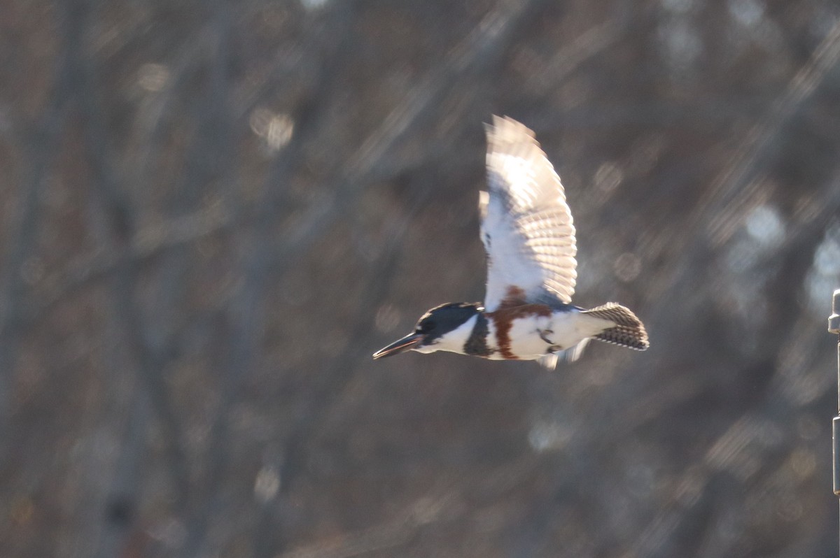 Belted Kingfisher - ML629515580