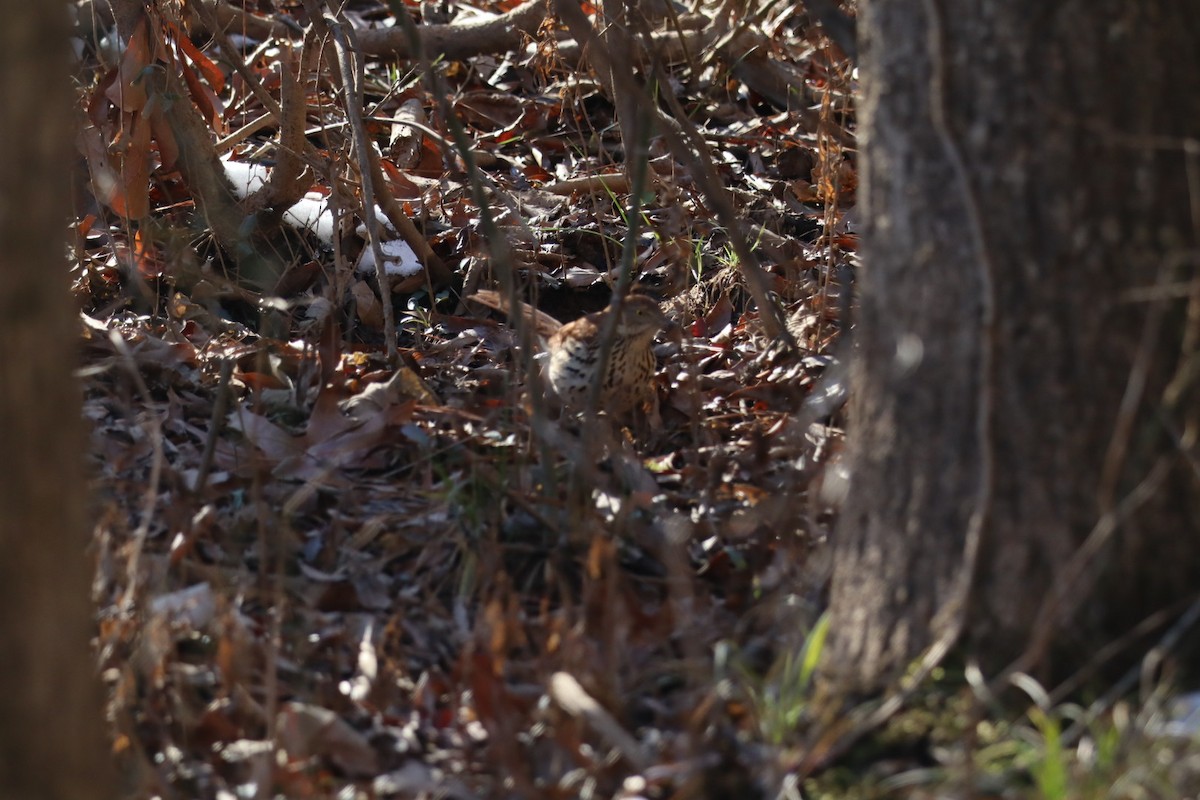 Brown Thrasher - ML629515597