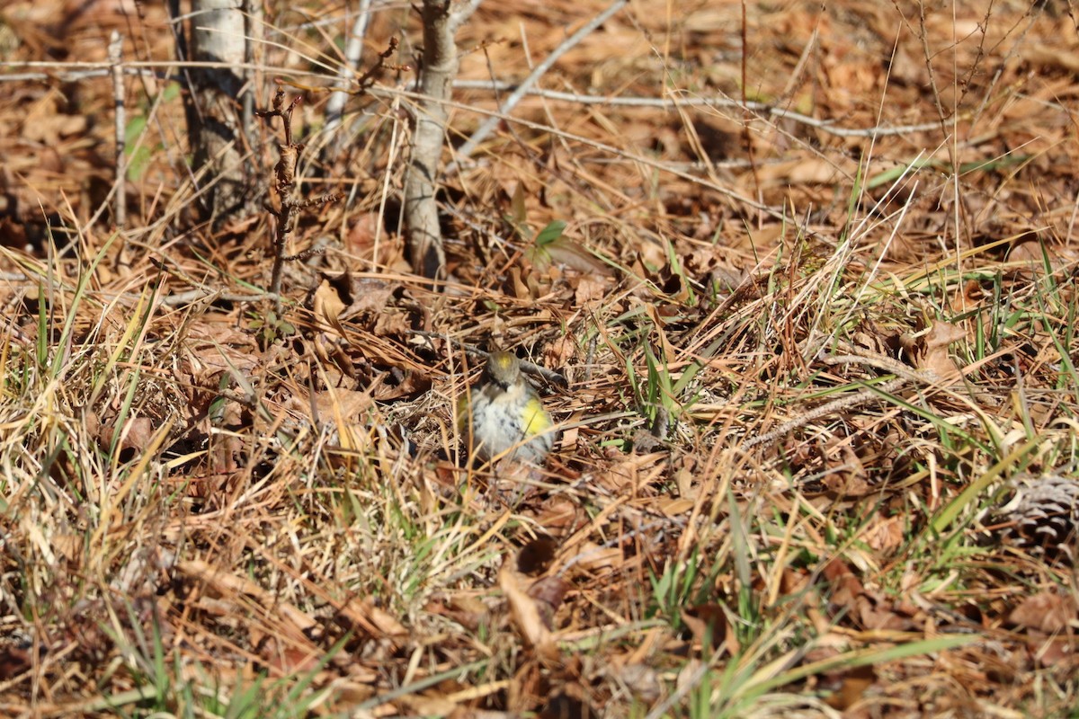Yellow-rumped Warbler - ML629515617