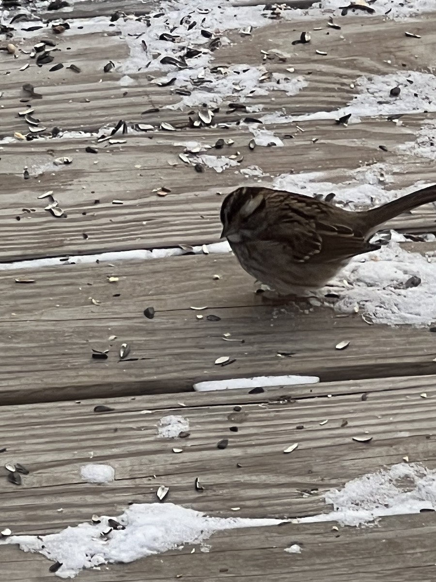 White-throated Sparrow - ML629515665