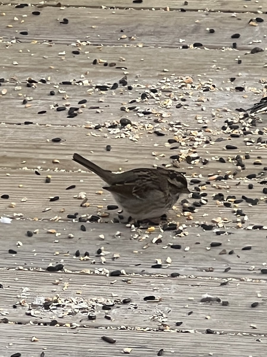 White-throated Sparrow - ML629515666