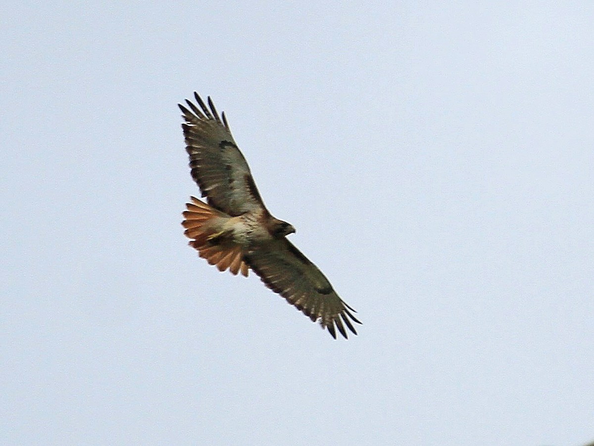 Red-tailed Hawk - Carl Poldrack