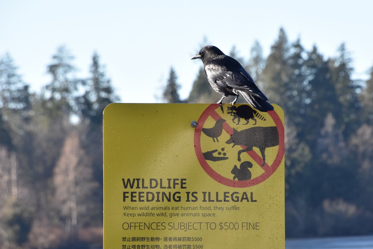 American Crow - ML629515794