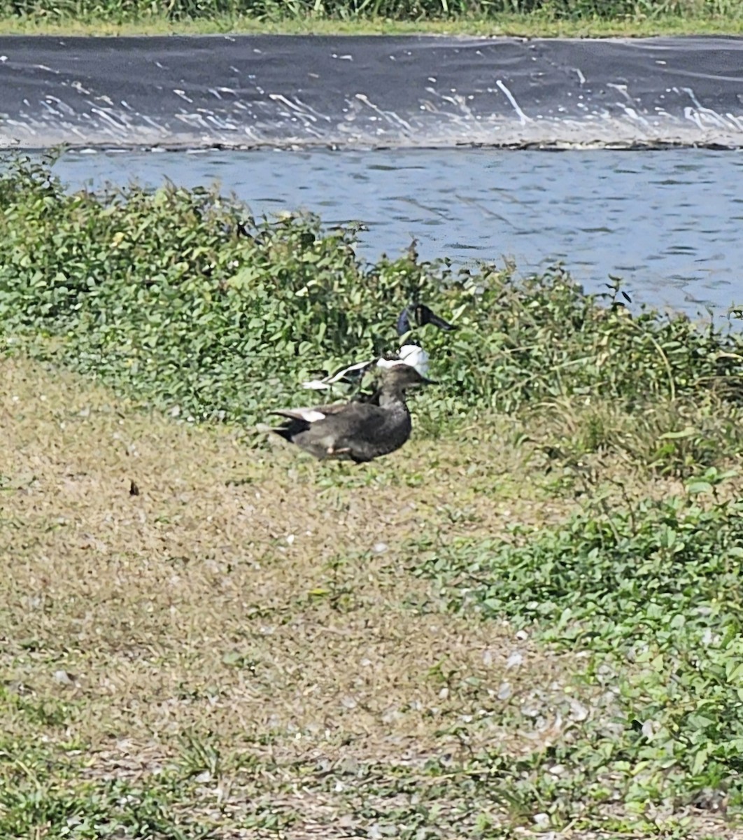 Gadwall - ML629516171