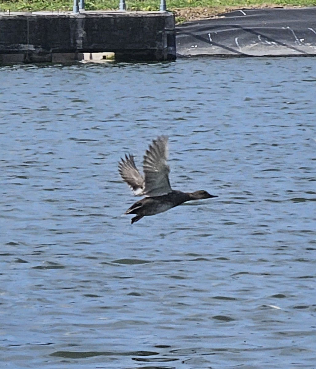 Gadwall - ML629516172