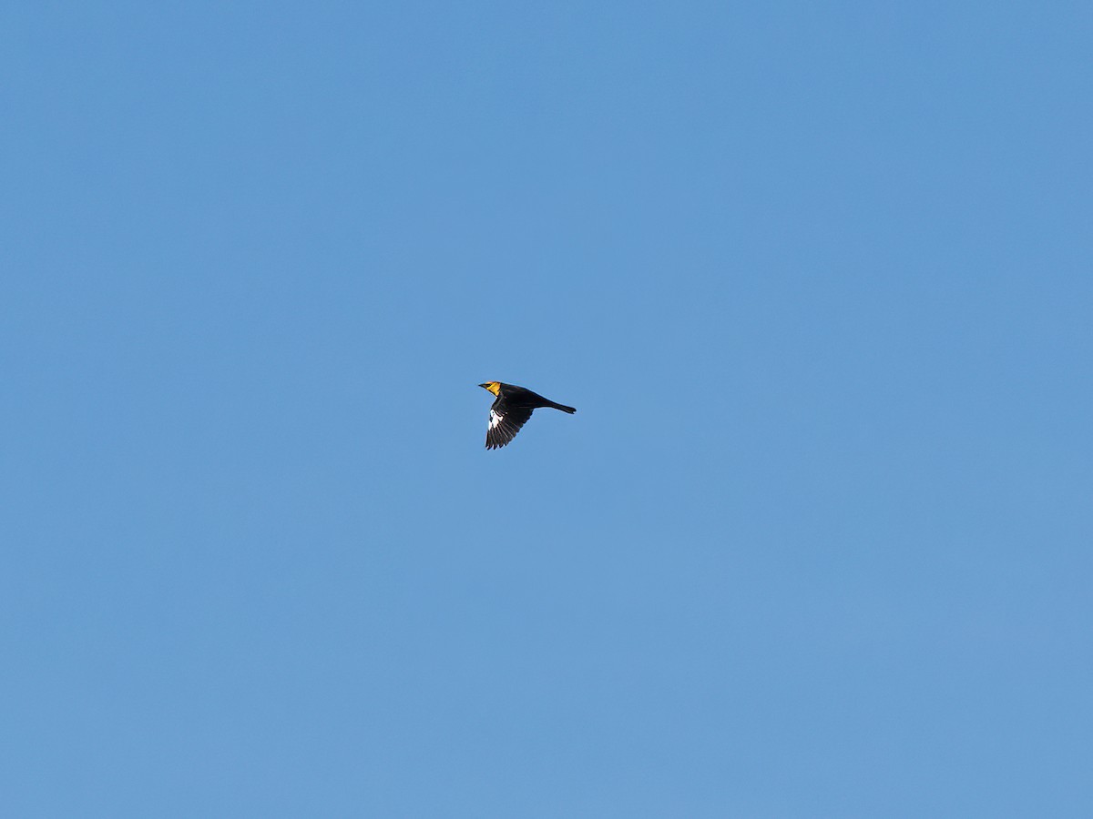 Yellow-headed Blackbird - ML629516619