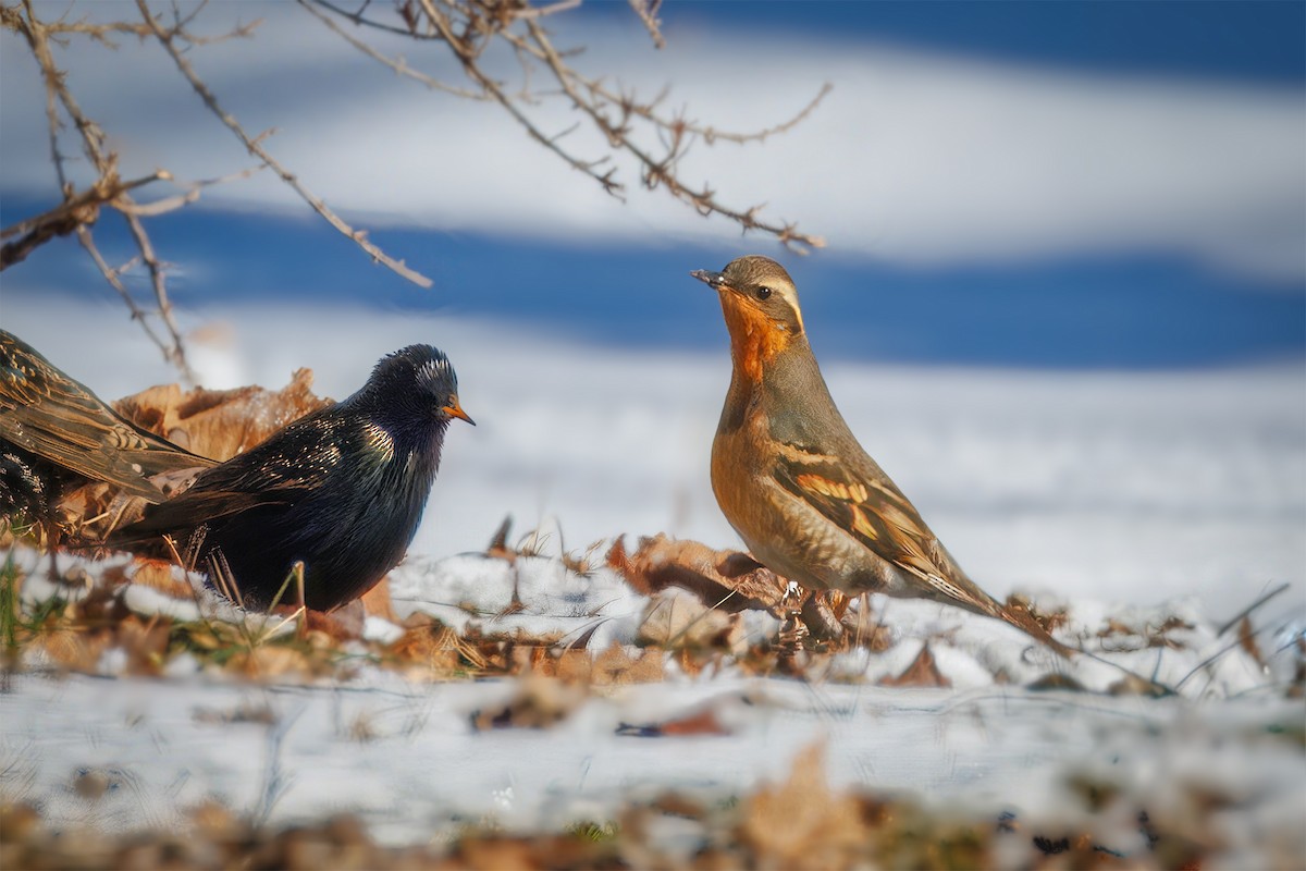 drozd pruhokřídlý - ML629517018