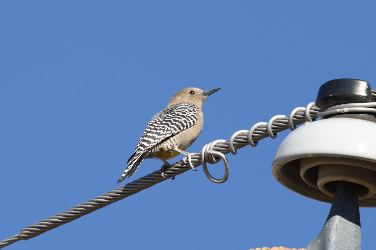 Gila Woodpecker - ML629517131